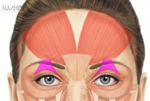 آناتومی عضلات اطراف چشم